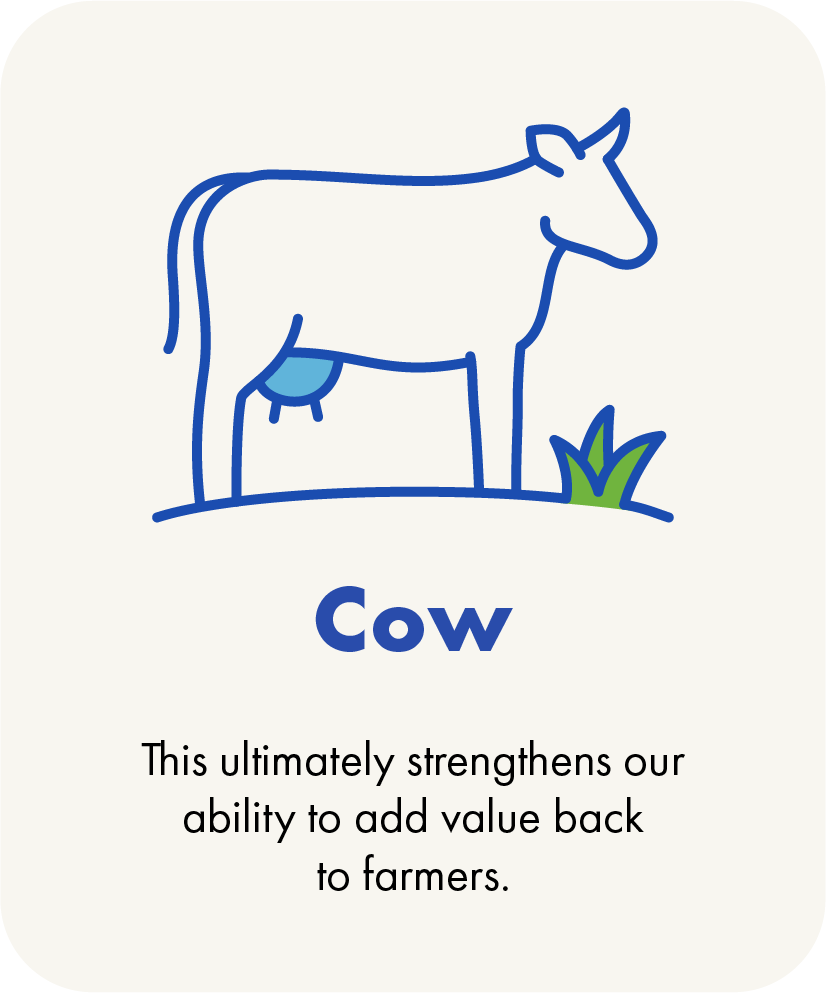 Cow icon card - County Milk 