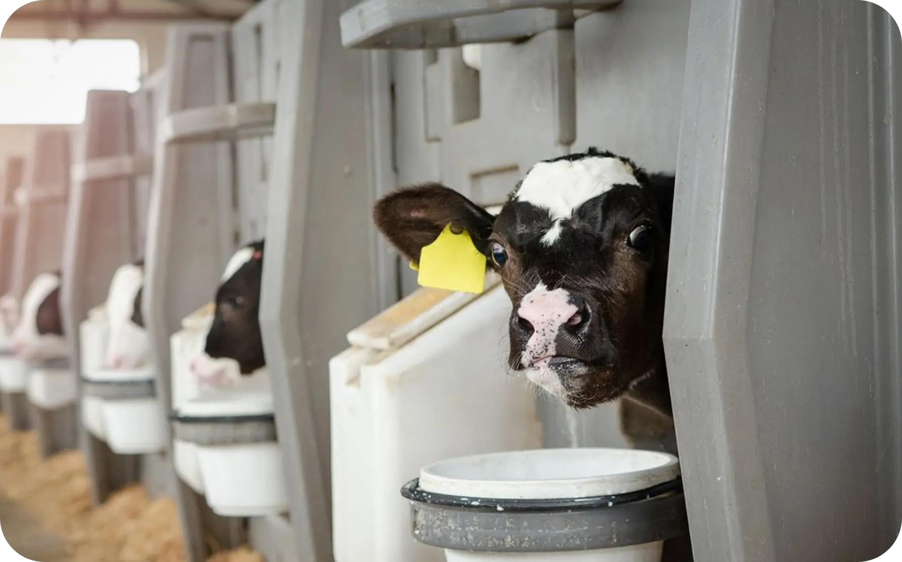 Animal nutrition image 2 - County Milk Products Baby eating animal nutrition image - County Milk Products